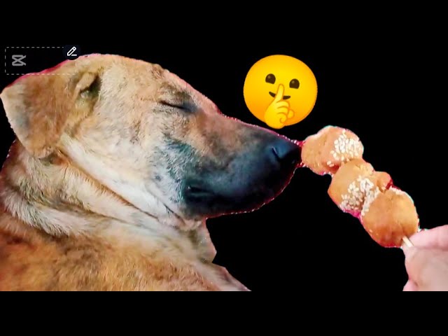 FUNNIEST Pets of 2025! 🤣 TOP Videos of the YEAR @short-g4f