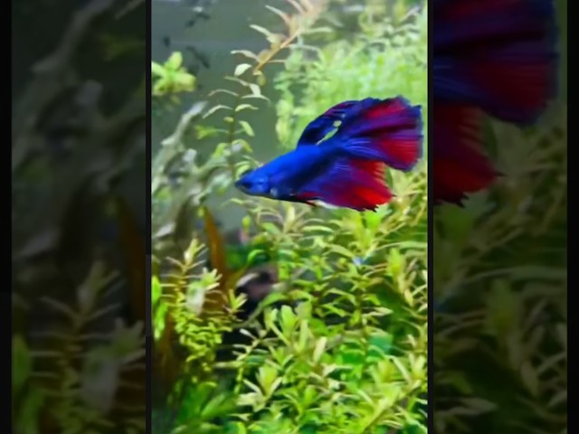 Betta fish #betta #bettafish #aquarium #aquascape #fish