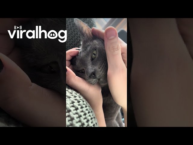 Cat Enters Power Saving Mode || ViralHog