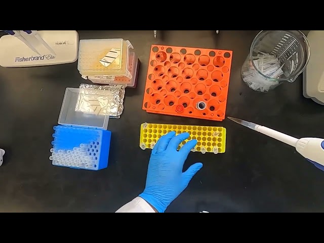 Bradford Protein Assay