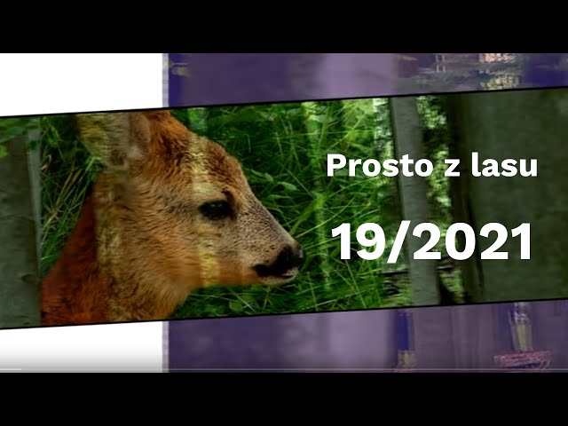 Prosto z lasu |19 2021|