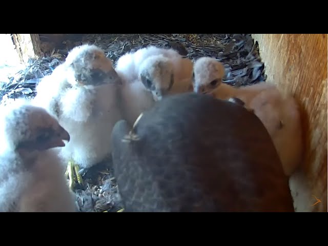 Peregrine Networks Live Peregrine Falcon Feed1 (Manchester, NH, USA)