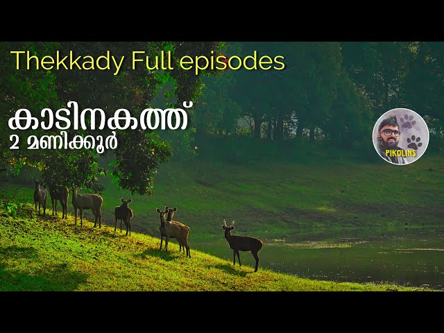 Thekkady Full Video | Boating | Nature walk | Forest Stay | Trekking in Periyar National Park.