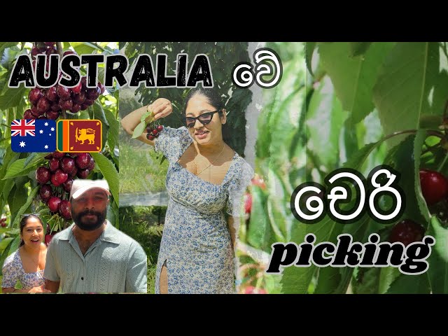 Cherry Picking Australia🇦🇺🍒🧺 | කඩාගෙන කාලා ගෙදරත් ගෙනියමු හොඳේ🤗 | Cherry Vlog Melbourne👫💕🌸