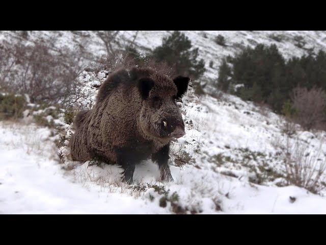 Yağmurlu ve Karlı Günde Muhteşem Domuz Avı / Spectacular Wild Boar Hunting On Rainy And Snowy Days