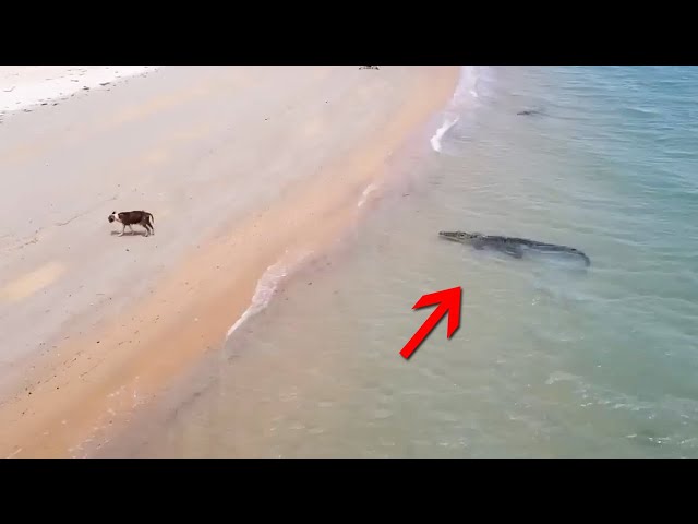 That Was Really Filmed on Camera! 1 IN A MILLION Animal Moments