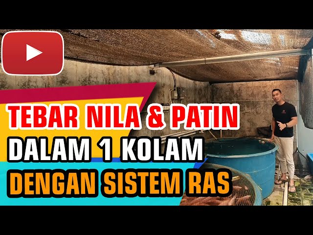 TEBAR BIBIT NILA & PATIN DI SISTEM RAS - BUDIDAYA IKAN DENGAN SISTEM RAS