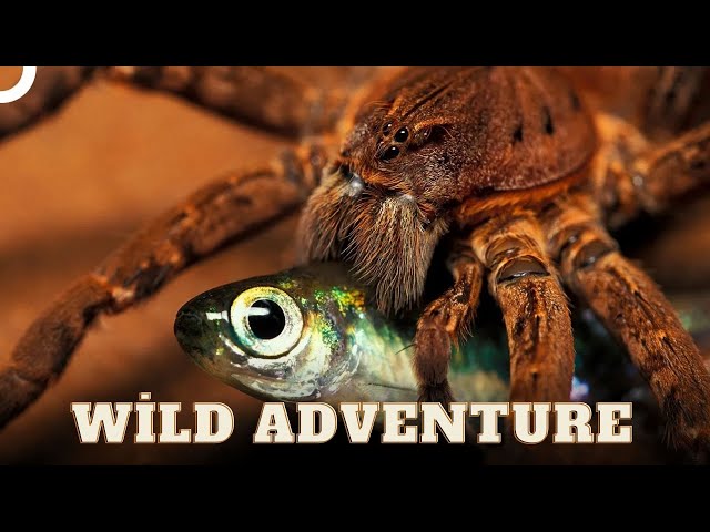 The Most Dangerous Tiny Creatures | Wild Ones Episode 10 | Animal Documentary