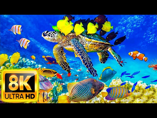 The Ocean 8K ULTRA HD - Sea Animals for Relaxation, Beautiful Coral Reef Fish in the Ocean