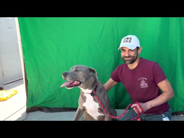 A4813871 Buddy | Pit Bull/Weimaraner Mix