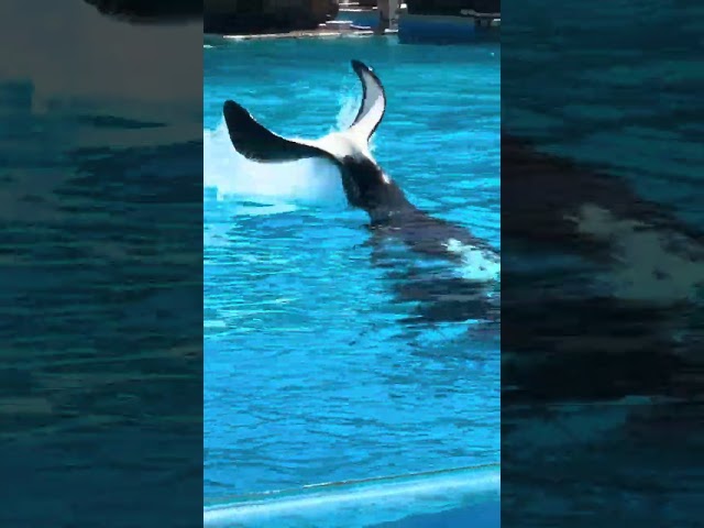 圣地亚哥海洋公园San Diego Sea World的鲸鱼Orca Whale Performance表演真的很棒。 #旅游 #shorts