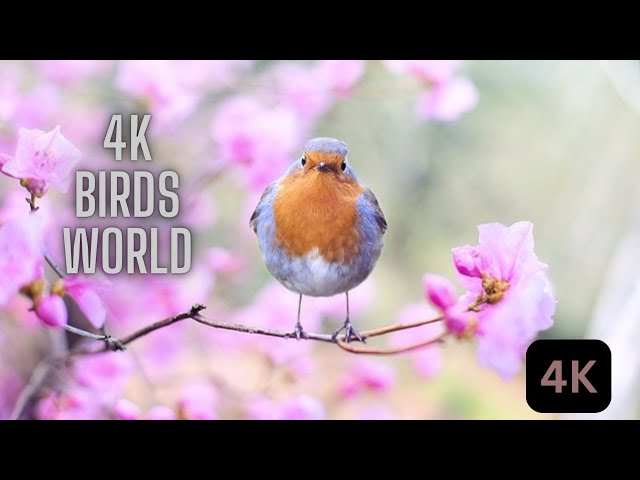 4K Beautiful Birds of the world with natural sounds chirping beauty.