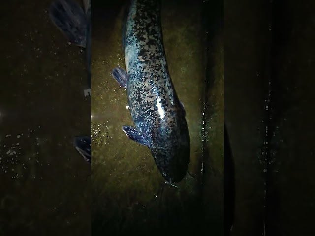 Giant african catfish hito 5kg each ready to relies in the pond mgakahito tayo na mag alaga na