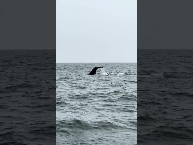 Majestic Giants! Whales of the North Atlantic Ocean. Part 8