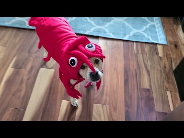 Lobster Dog