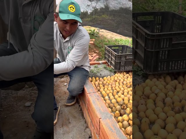 COMO SELECIONAR SEMILLAS DE AGUACATE PARA GERMINAR- DESPULPADO- COMO GERMINAR- RESULTADOS 🥑🥑🌱🌱