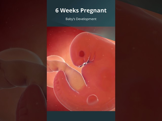 6 Weeks #Pregnant | What to Expect with Baby's Growth & Development | #FirstTrimester | #Embryo