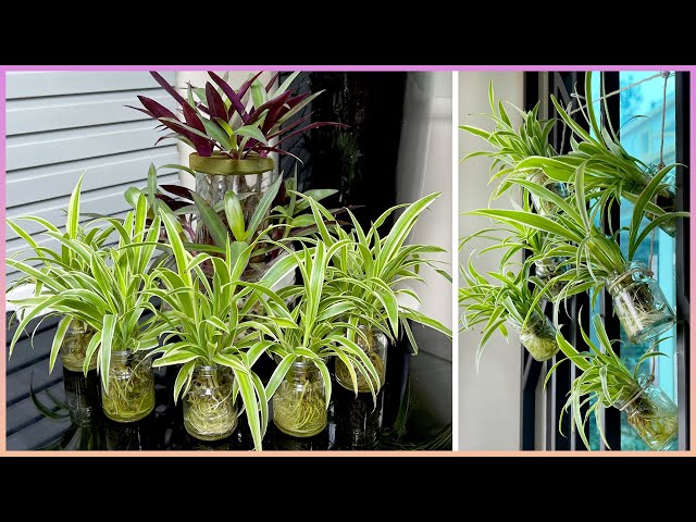 8 types of indoor aquatic plants you should have, the secret to keeping you happy