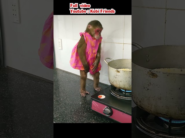 Smart monkey wakes up sister to rescue the pot of boiled corn #cutemonkey #cute