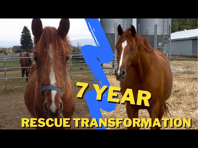 THE HORSE OF A LIFETIME | 7 years with my Rescue Horse