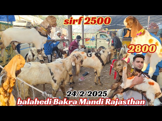 balahedi Bakra Mandi live update 24/2/2025 Rajasthan Ki Sabse Badi Bakra Mandi