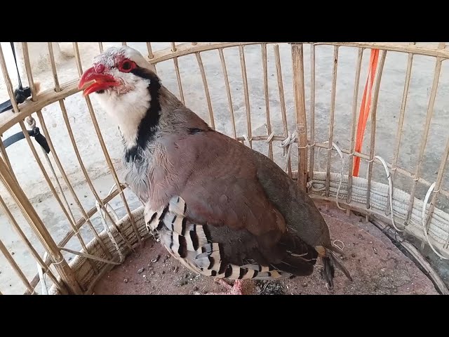 Chukar sounds | partridge hunting song | sound of chukar partridge full original | chukar  2024