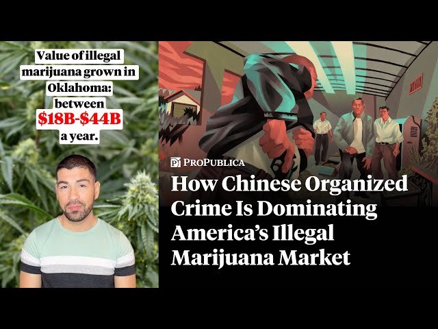 How Chinese Organized Crime Is Dominating America’s Illegal Marijuana Market