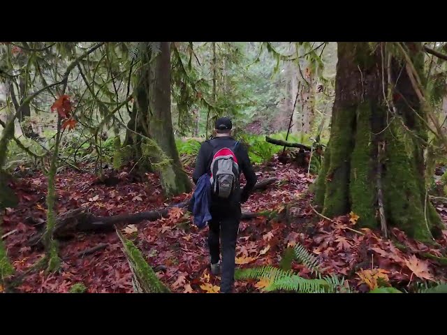 Englishman River - Drone bumping into a tree