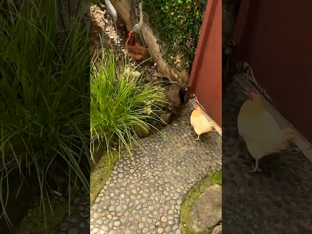 SCARED! My pet chickens freak out from falling ball