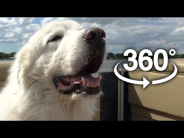 DOGS ON A BOAT IN 360°