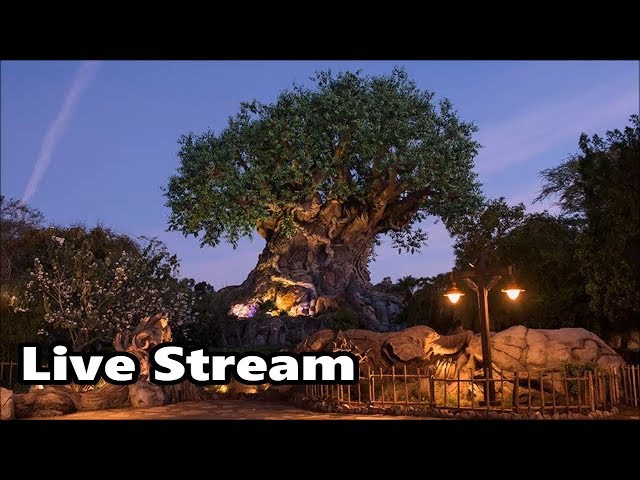 Animal Kingdom 360 Live Stream - 2-2-18 - Walt Disney World