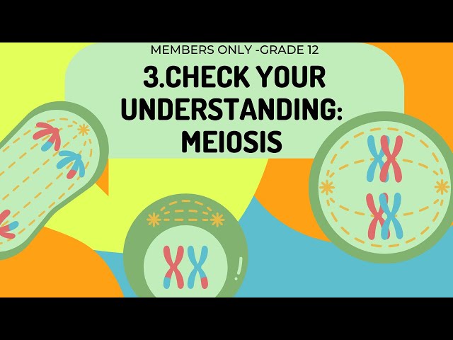 Check understanding | Meiosis