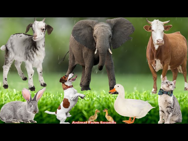 Cute Animal Sounds: Duckling, Cat, Dog, Goat, Rabbit, Chicken - Animal Videos