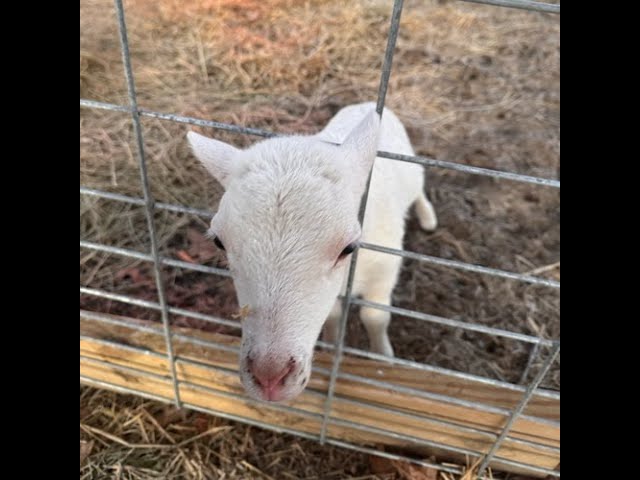 Lucy the Lamb!! #homestead #animalfarming #sheep #lamb #livestockfarming #selfsufficiency #shorts