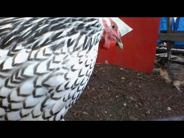 Backyard Chicken Coop Sounds Farm Video