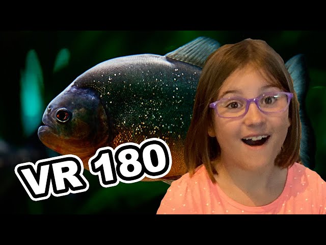 VR  Aquarium Trip Part 4 Rain Forest