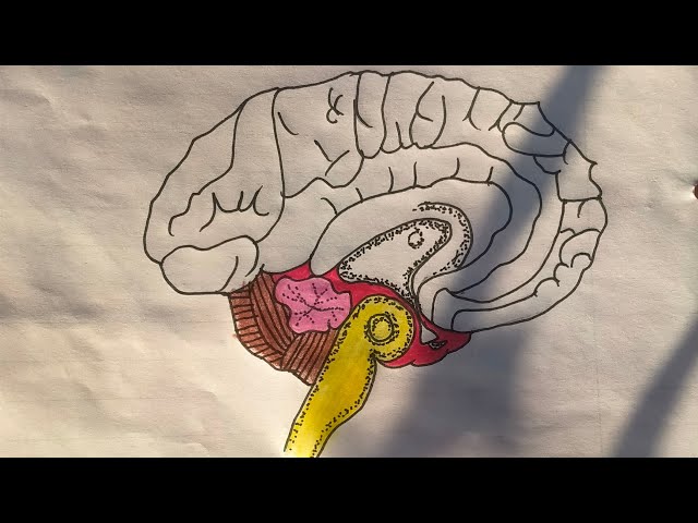 how to draw brain drawing 🧠 easy steps drawing ❤️