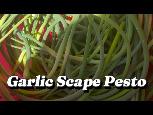 How to Pick Garlic Scapes and Make Garlic Scape Pesto