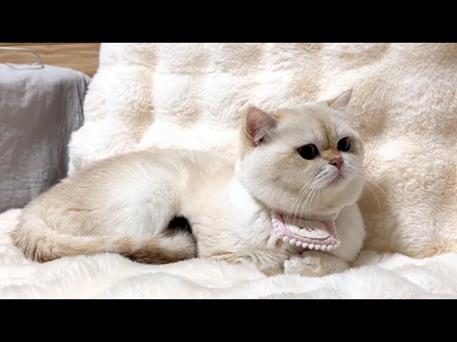 Golden British shorthair looks calm tonight