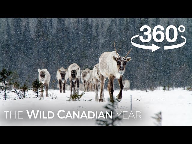 North America's Largest Herd of Caribou on the Move (360 Video) | Wild Canadian Year