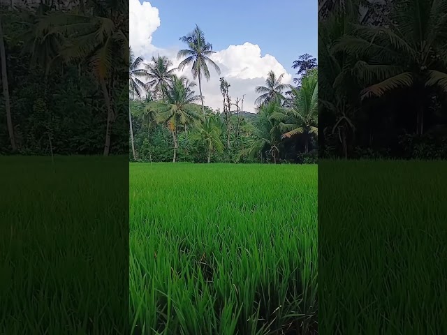 Angin sepoi sepoi dipesawahan!!bikin rindu kampung halaman#alamdesa #sawah #kampung #pedesaan