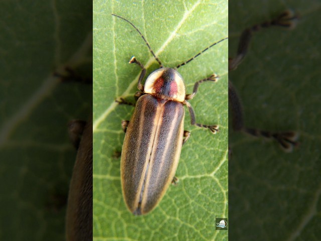 How this Firefly tricks other fireflies #shorts