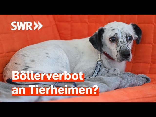 Silvester: Tierschützer fordern Böllerverbot an Tierheimen | Zur Sache! Rheinland-Pfalz