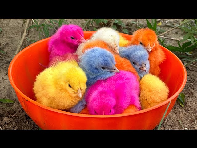 Catch millions of cute chickens, colorful chickens, rainbow chickens, rabbits, ducks, cute animals