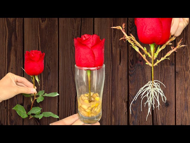 Just Banana Peel! Red Rose Suddenly Grows 1002 Roots in Just 1 Night.