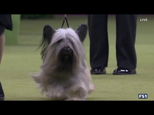 Archer the Skye Terrier wins the Terrier Group | Westminster Dog Show