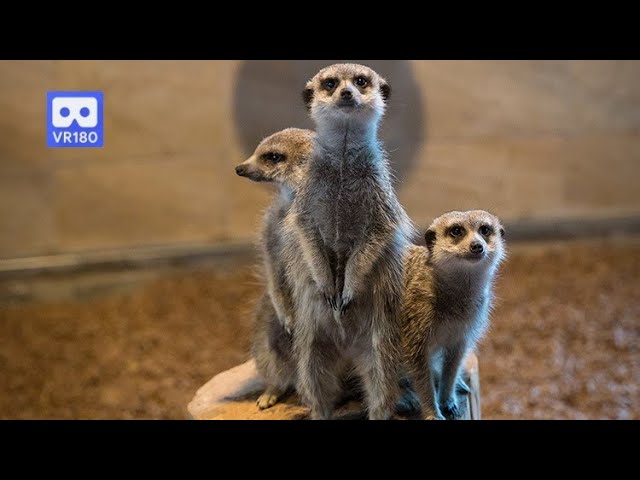 3D 180VR 4K Lovely, Funny & Greedy Meerkat Brothers I am Here  Give me the Food!!  Not Him Not Him