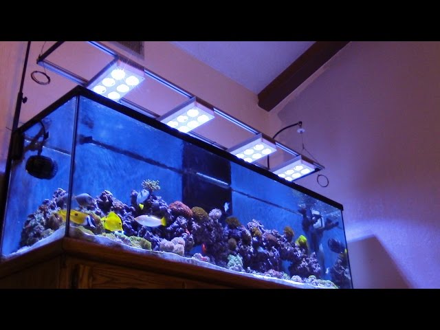 125G SALTWATER (ACUARIO MARINO) TIM's  AMAZING BEAUTIFUL CORAL REEF TANK UPDATE