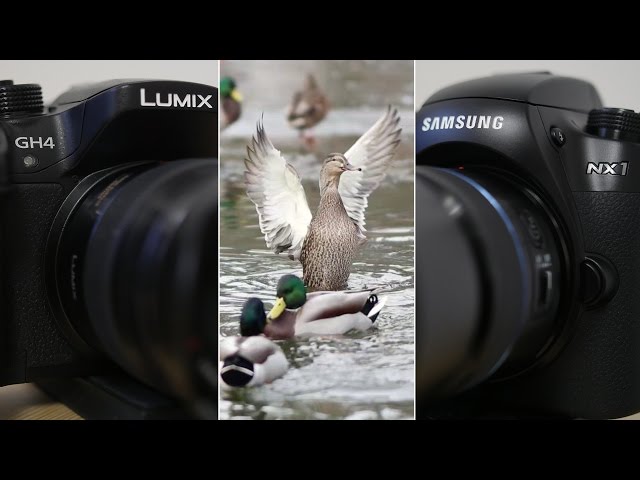 Samsung NX1 1080P 120FPS VS GH4 96FPS - Slow motion Comparison & Review