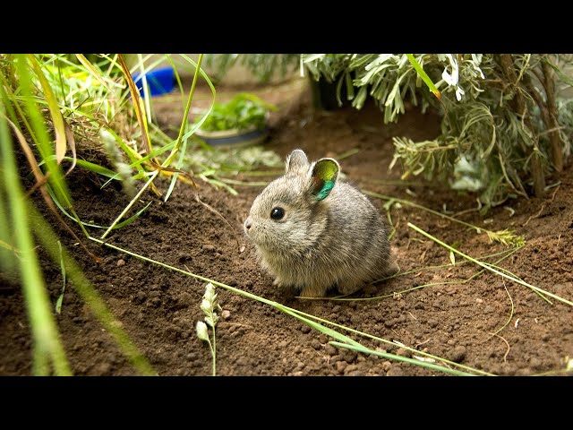 A Decade of Wildlife Wins at the Oregon Zoo